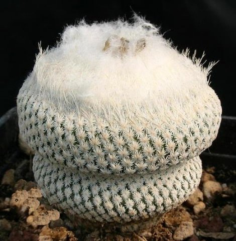 Epithelantha_bockei_cephalium